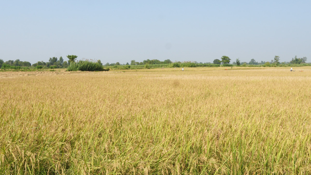 बाढी बीमामा किसानको आकर्षण बढ्दो: जलमापन केन्द्रमा जल सतह बढ्ने बित्तिकै किसानको खातामा पैसा